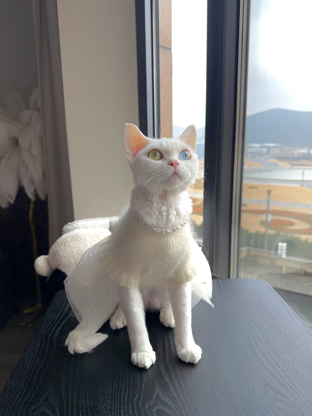 这一刻！我的小猫会发光！德文穿搭