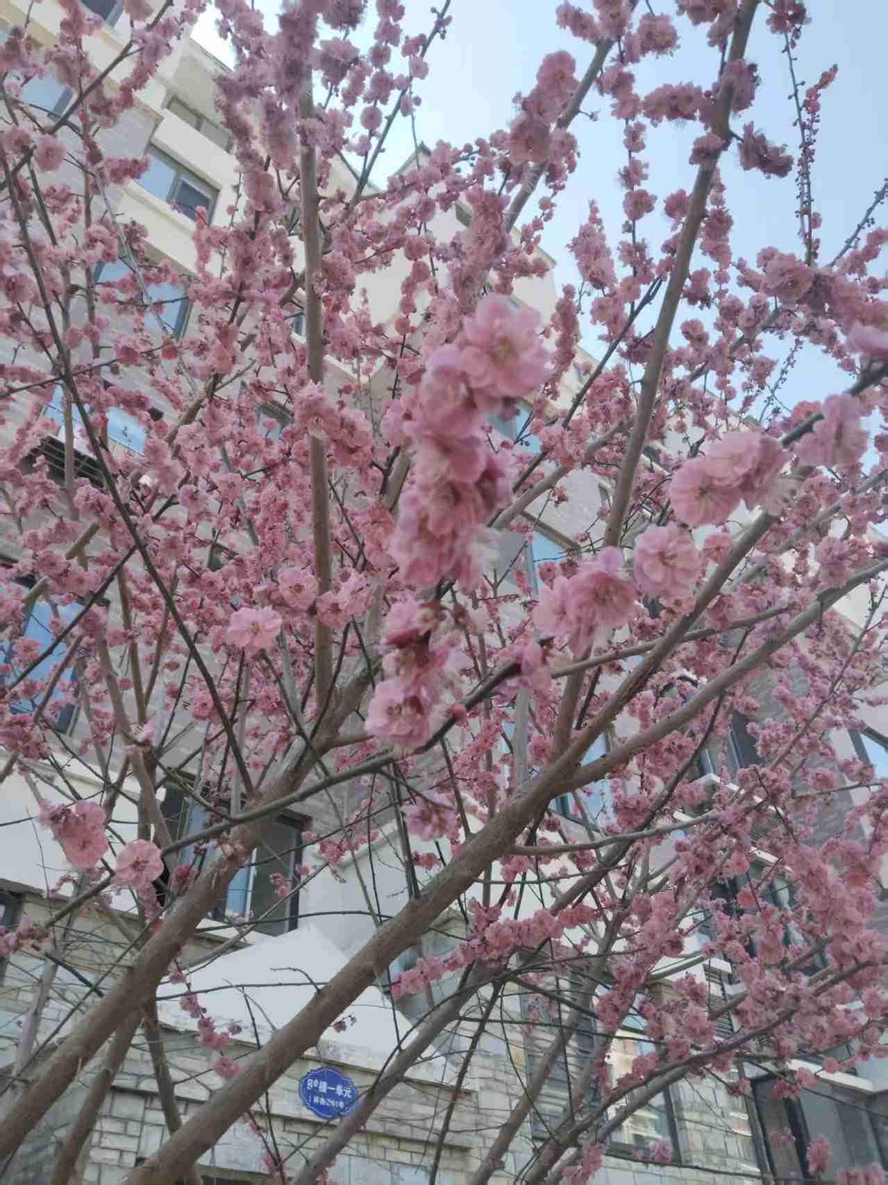 妈妈的腿，昨天开始疼了，以前是妈妈的腿不能走路但是无论躺着还是坐着，怎样活动，腿