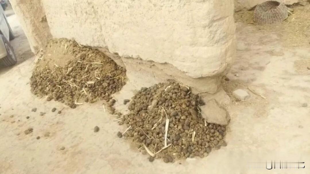 驴粪蛋儿，外面光

有认识这个的吗？这可是上世纪七八十年代农村的宝贝。晒干的驴粪