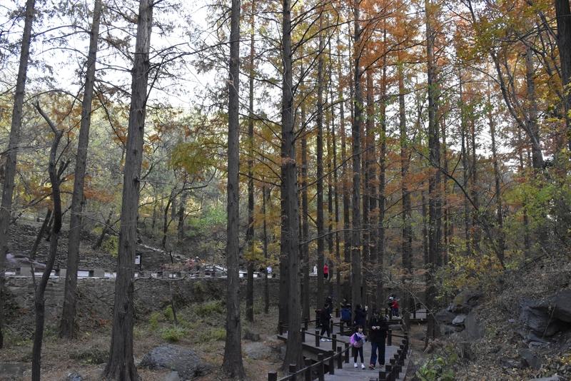 烟台的冬天，简直是打卡的宝藏季节！
11月中下旬，鱼鸟河生态保护区的水杉林美到犯