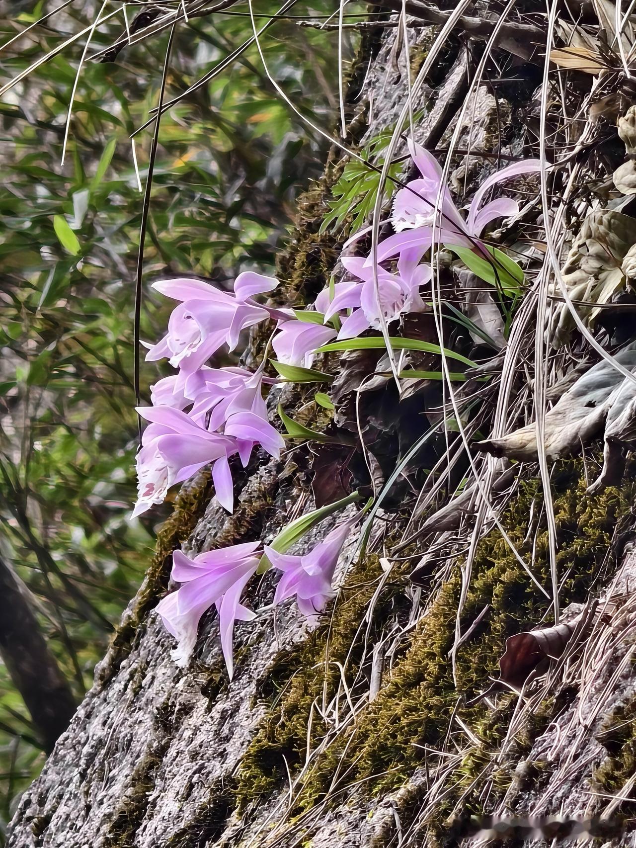 实在不知道这些长在三清山崖壁上的漂亮花朵叫什么？

爬三清山，除了满山的杜娟，就