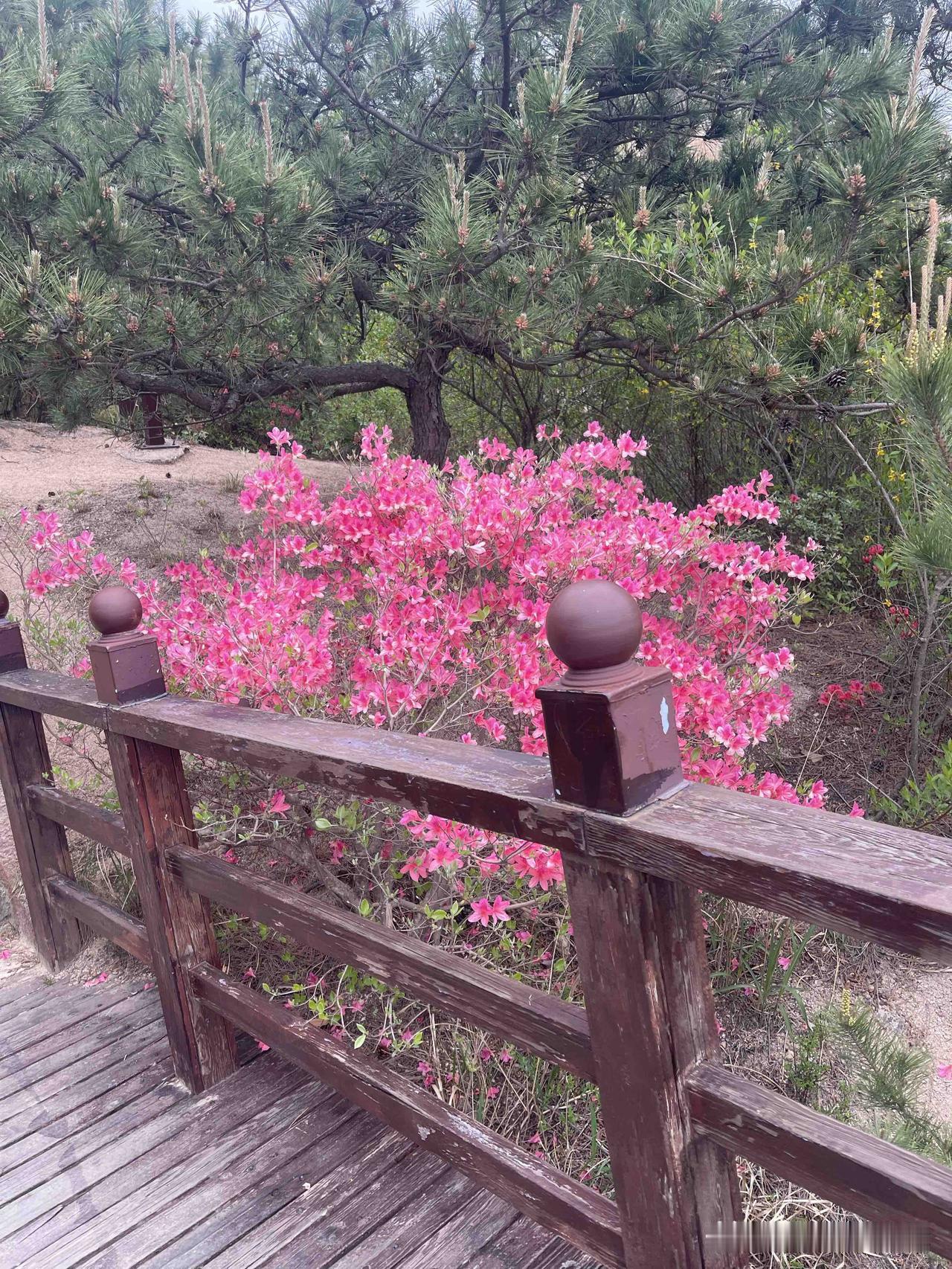 凑近细看，花瓣细腻而柔软，如同婴儿的肌肤。花瓣上还带着清晨的露珠，在阳光的照耀下