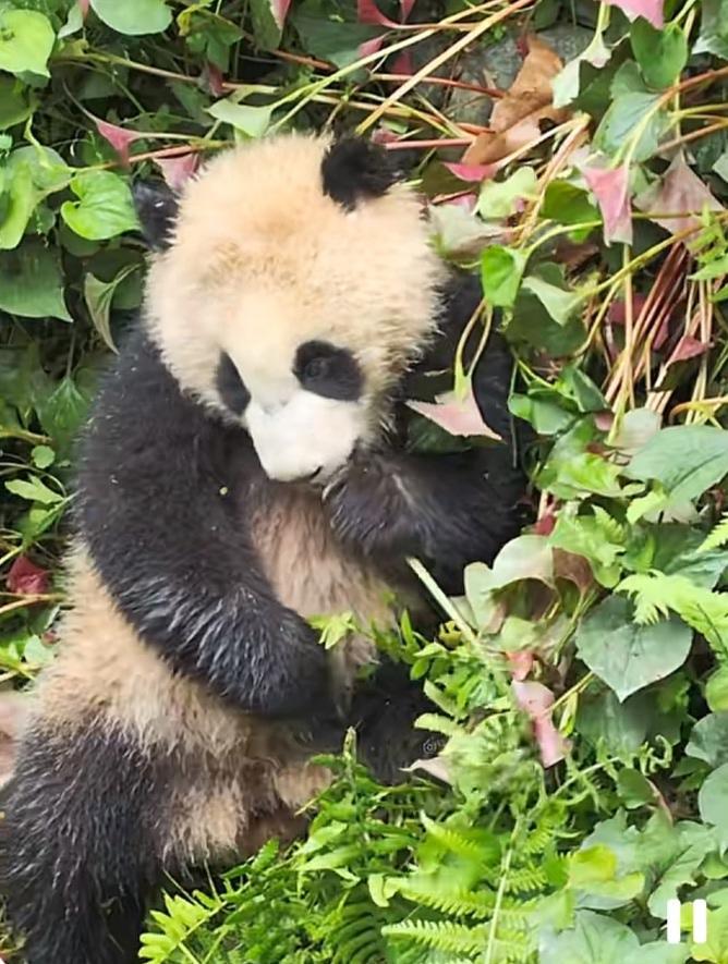 雅雅的院子里的草坡上长满了折耳根，这些折耳根长势太喜人了，好茂盛！雅雅崽在折耳根