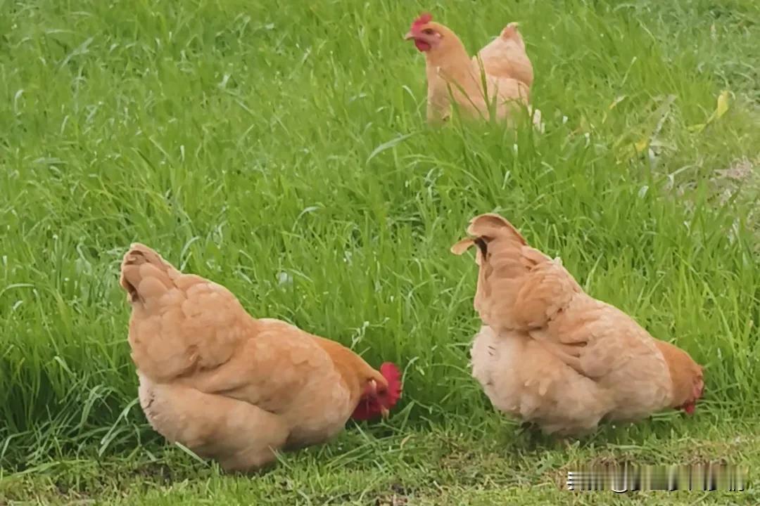 种草养土鸡确实好，但也要注意两点。

前几天，总结了我家种草养土鸡的几大优势，有