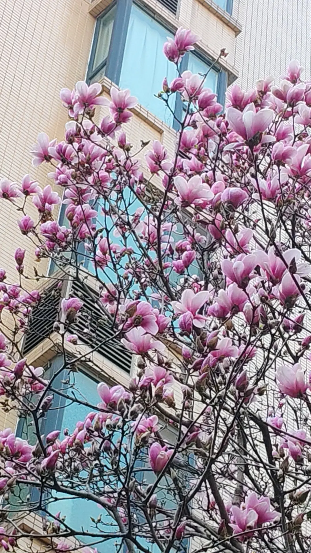 洛龙之春。        春天来了！