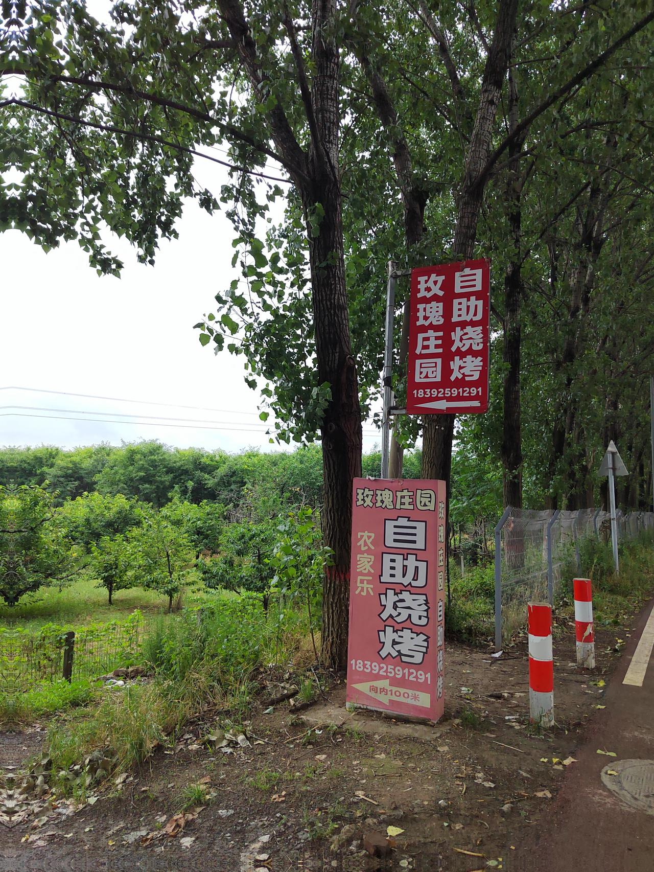 灞桥玫瑰庄园掠影
从白鹿原狄寨东盘道向东，不远处路北，有玫瑰庄园的标识，顺着村道