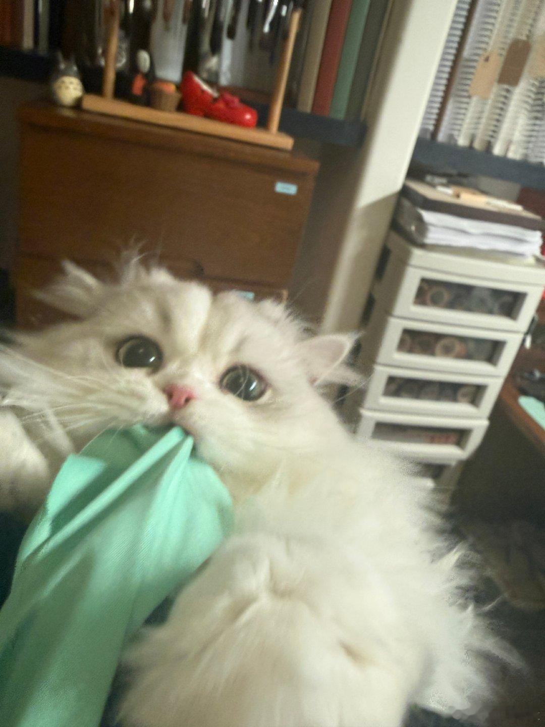 隐酒正酣更啦，沉迷逗猫忘记了。。 
