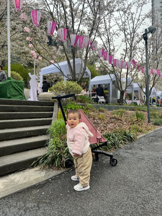 14月龄凭实力赏到了樱花🌸