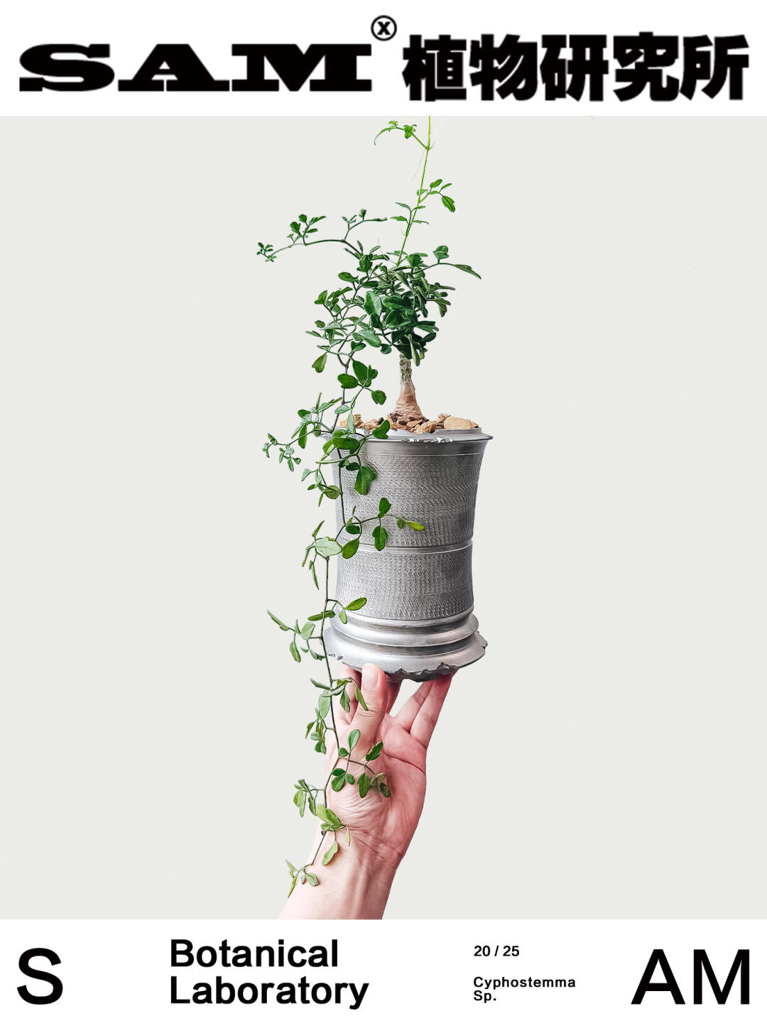 新种葡萄翁｜Cyphostemma Sp.