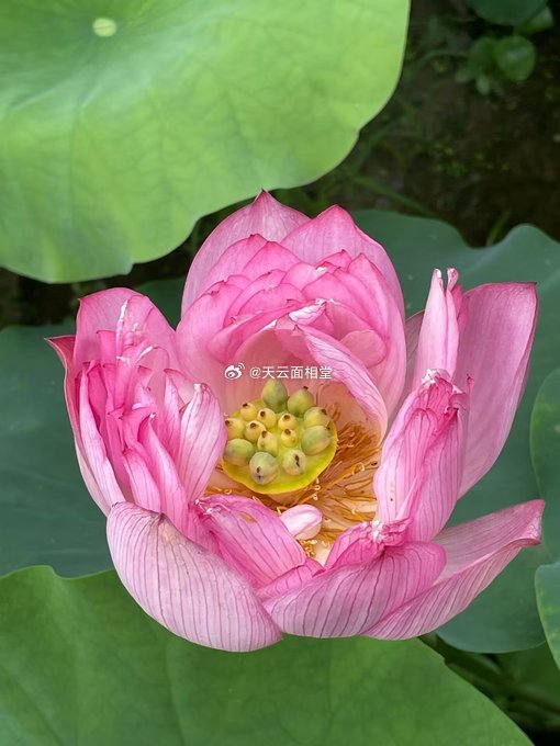荷以解忧，好运莲莲 