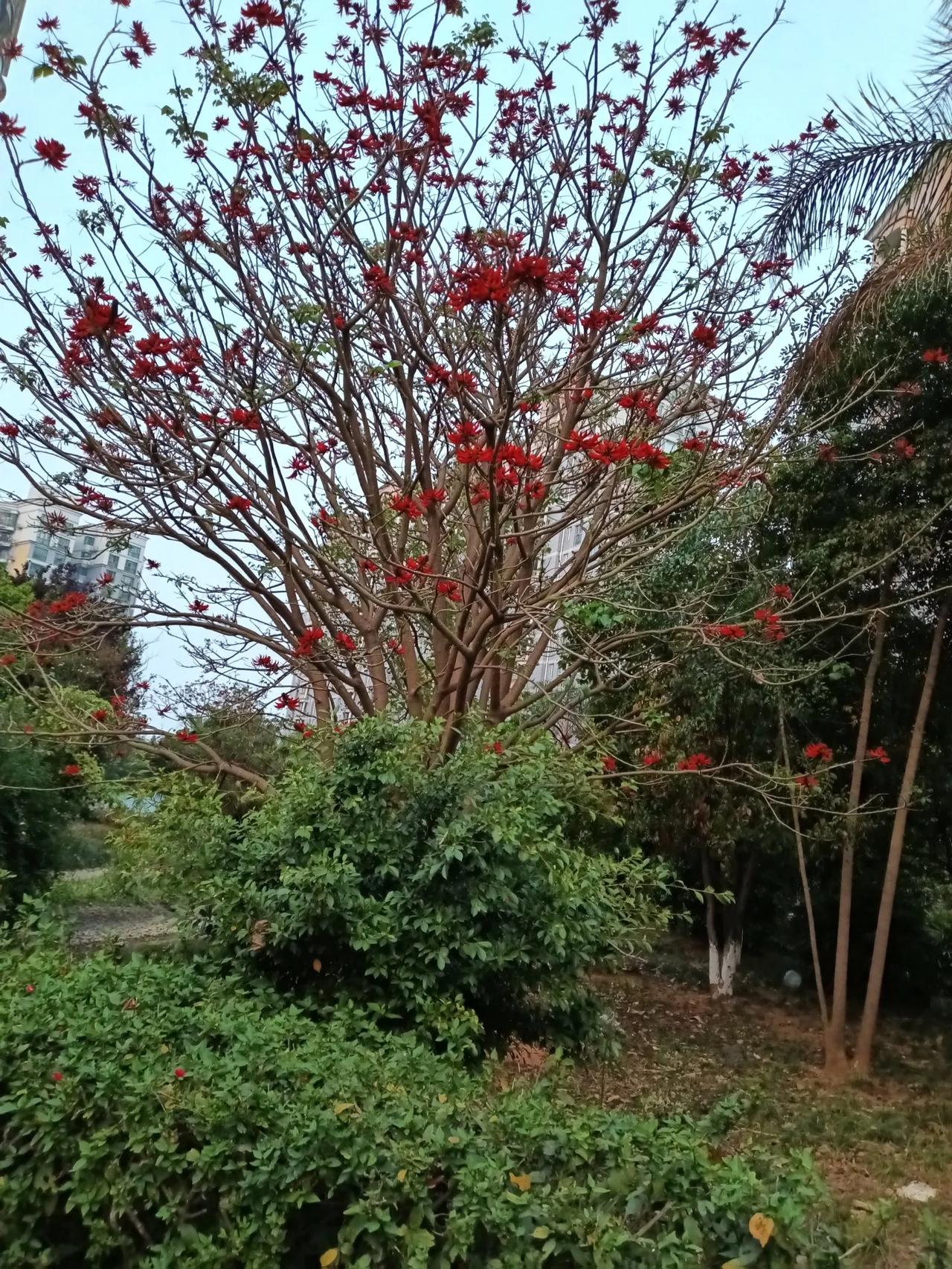 季春草绿花又红，有花无叶有刺桐。樱花树树红似火，南风爽爽翠碧隆！