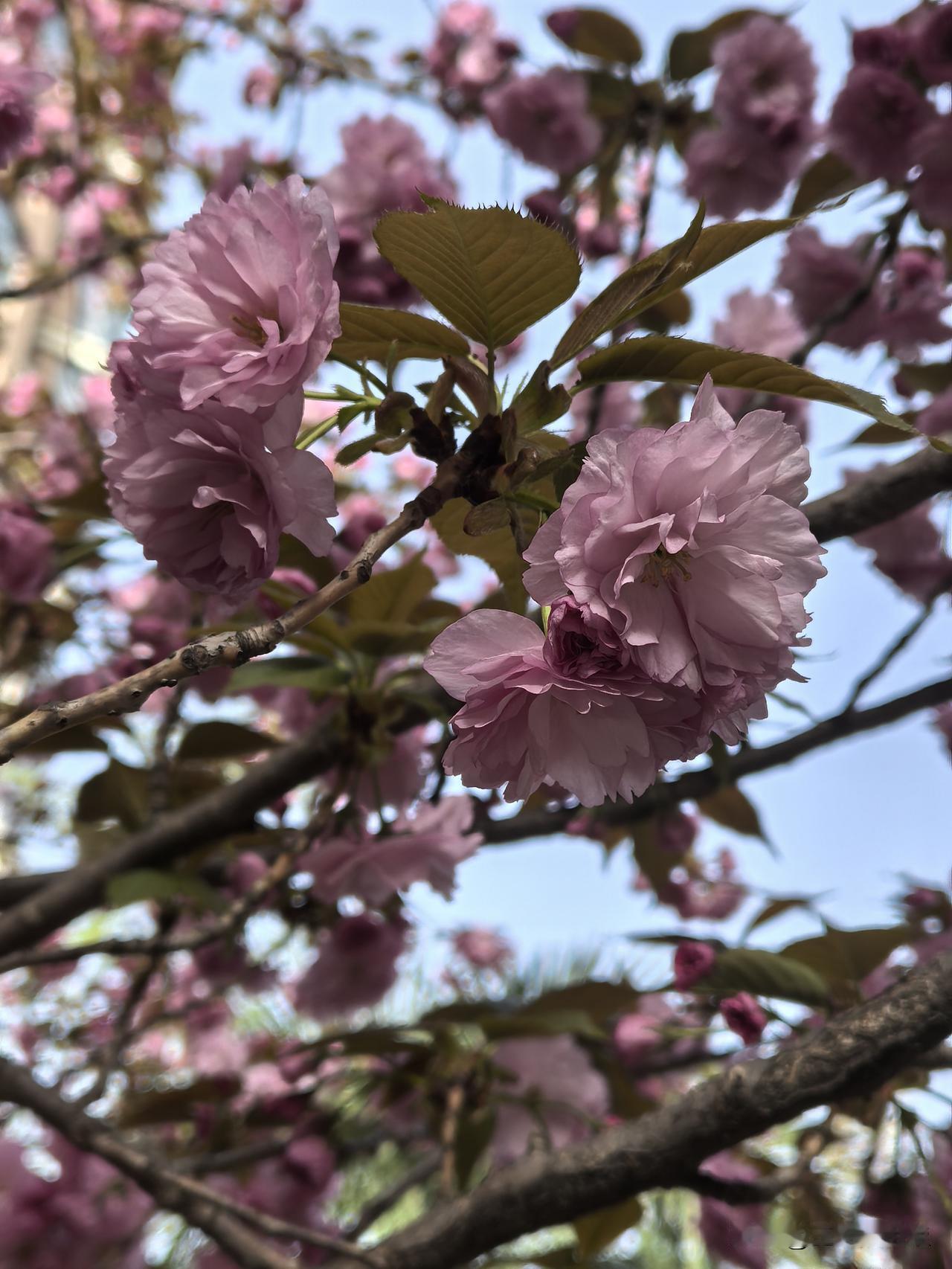 樱花开了，走在这个熟悉的院子，看着如锦的繁花，心里总是充满温暖，一种柔情，一种爱