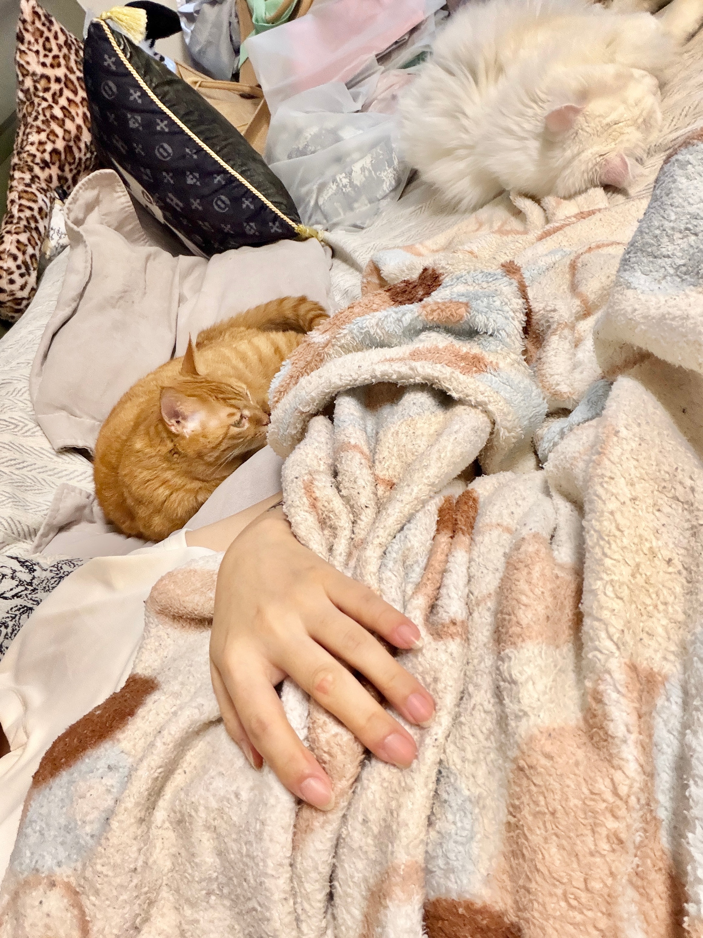 回家刚躺平，正和猫猫一起蜷在沙发结果工作就来了……爬起来出门！好想带着猫一起工作