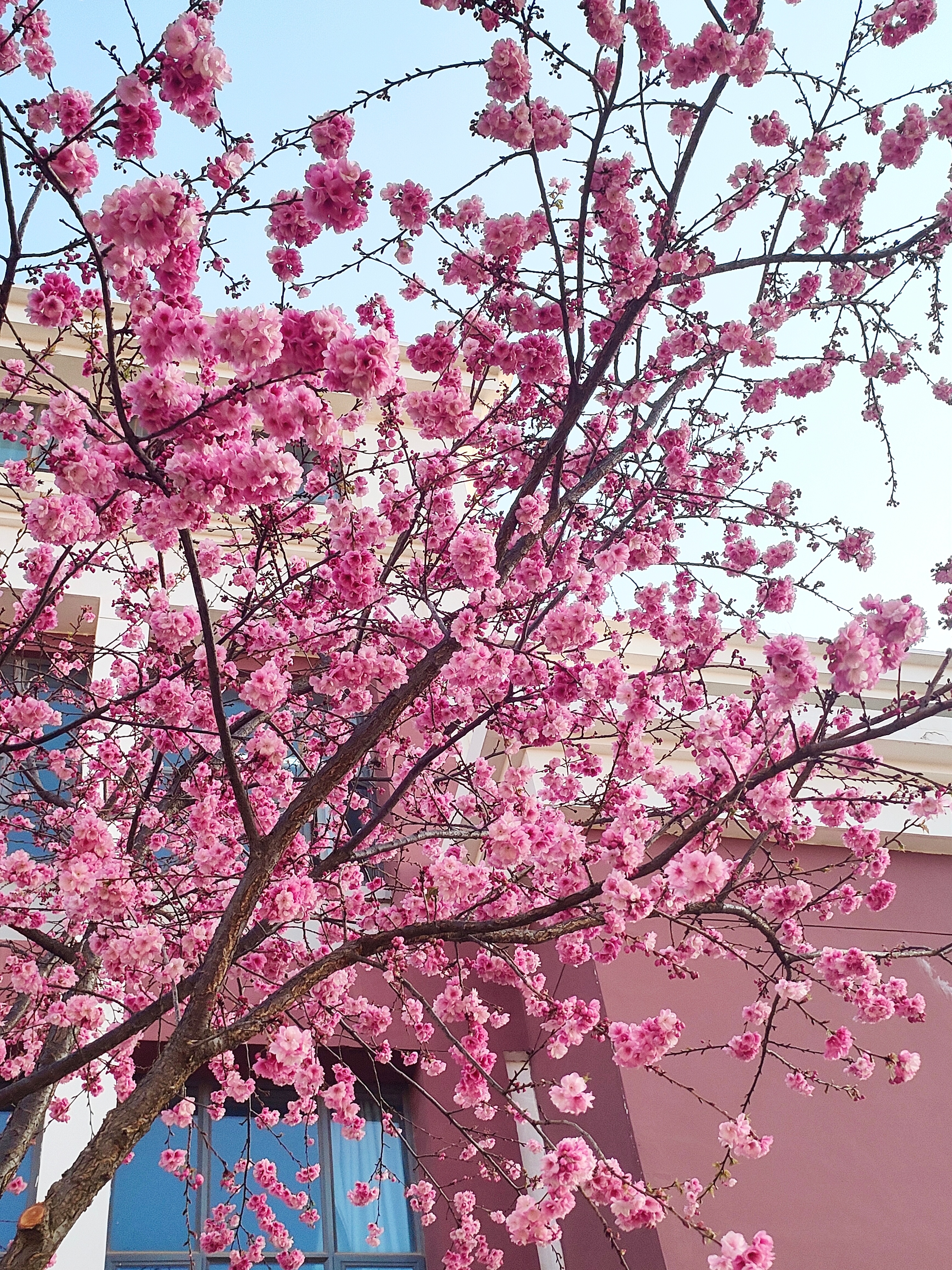 张予曦 姐姐你看我学校的樱花好不好看
