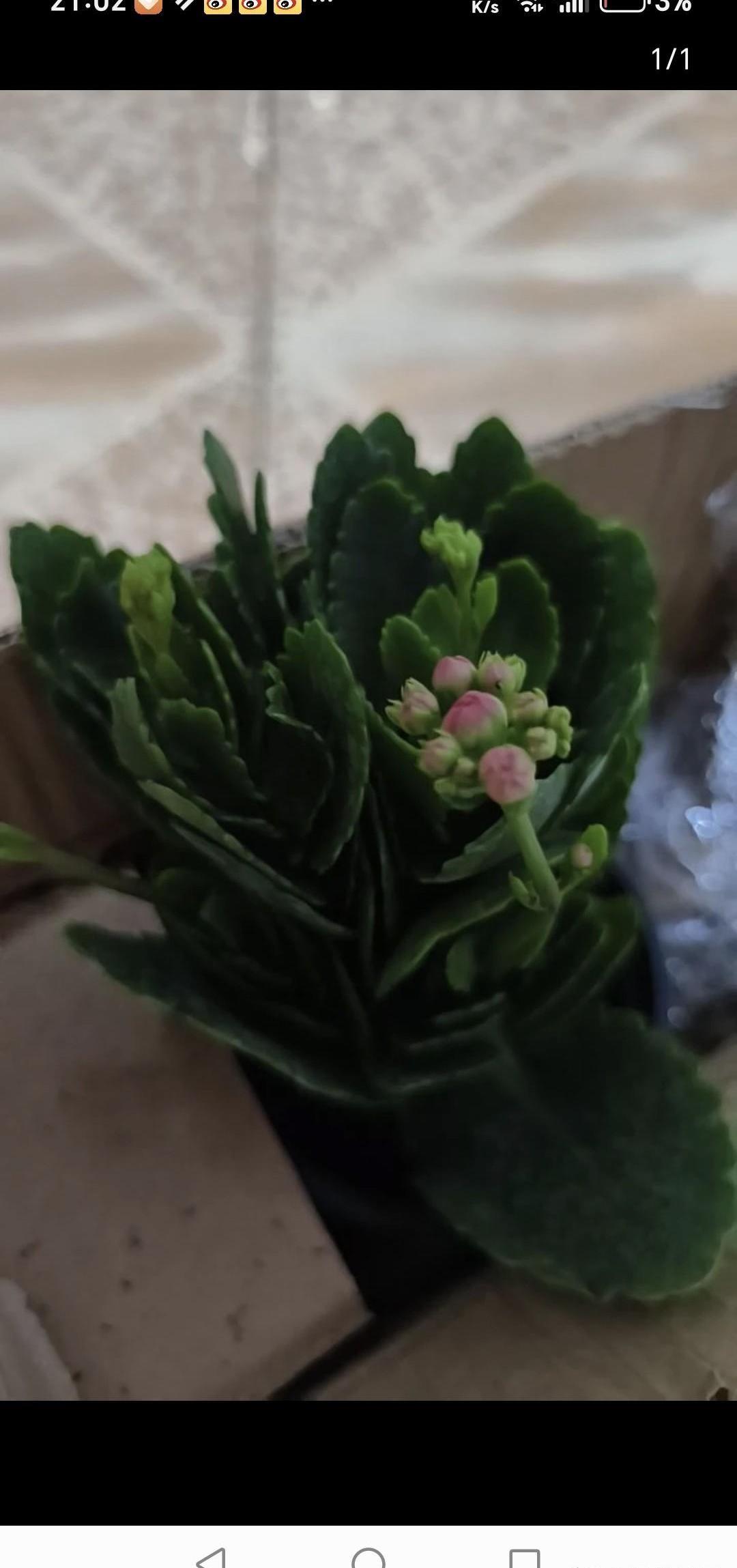 儿子谈恋爱，家里这位未来的儿媳妇，简直成了我家头号未解之谜。
我这心里天天跟演连