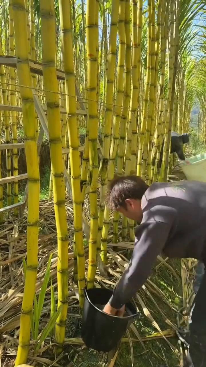 相信这个时候，只有我有甘蔗洗。