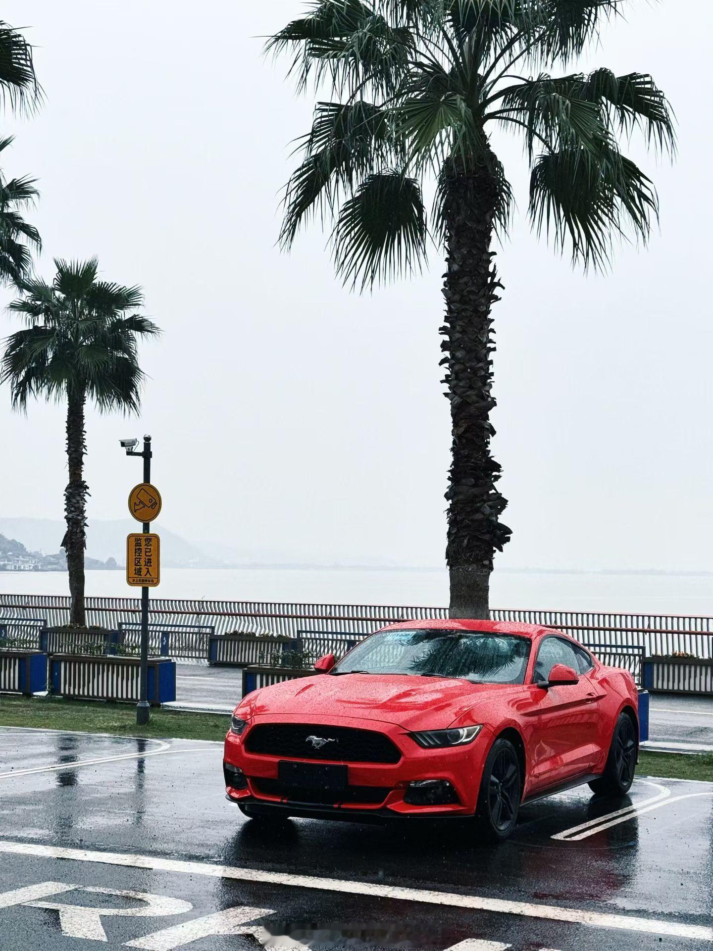 前方粉丝发回来的野马汽车爱图～  ​​​