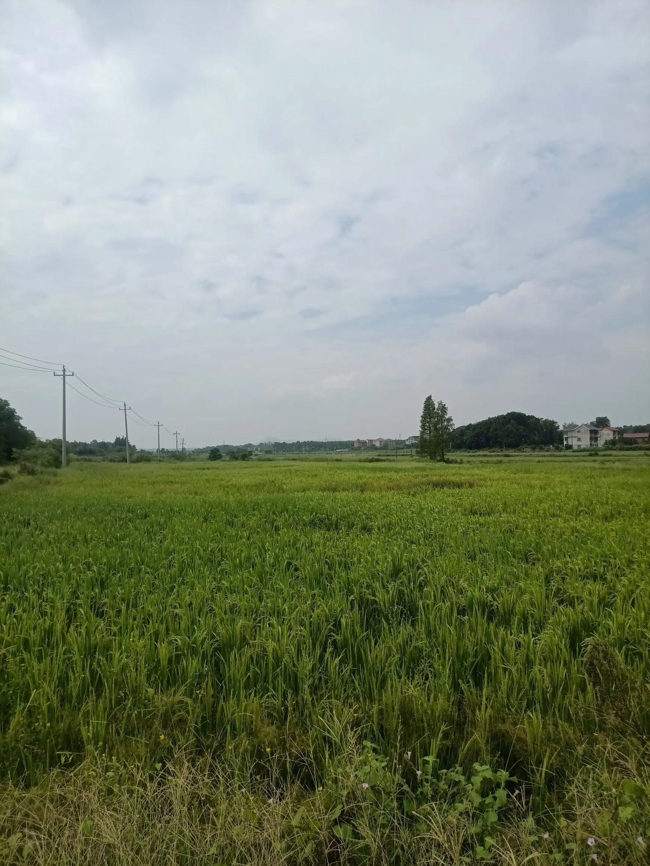 #秋日生活打卡季#绿油油