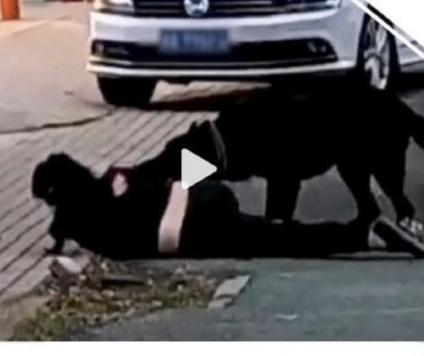 株洲女子遛狗遭恶犬撕咬：比伤口更痛的，是人性里的温度与冷漠
 
12月9日晚上十