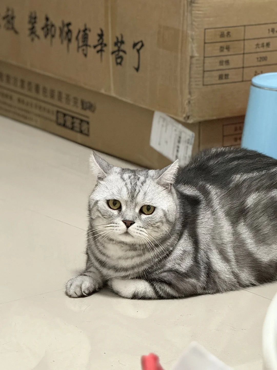 小熊和福宝 呼吁出台动物保护法