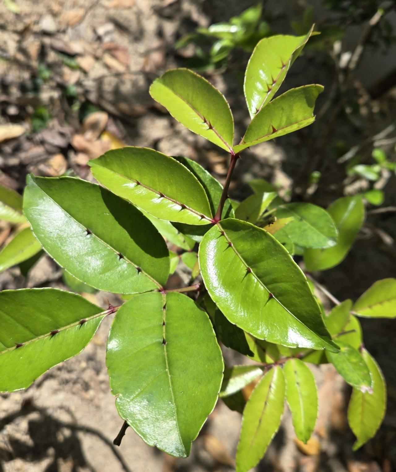 猜下这植物叫什么名字？
📍广州 世间香境·七溪地
笔记任务中心专属推荐任务徒步