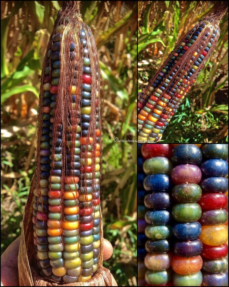 真实存在的玉米，玻璃宝石玉米（Pawnee miniature popcorn）