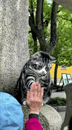 这大概是全网最忙的“打工猫”了！
面对排着长队的粉丝，小猫咪被迫营业，小爪子挥到