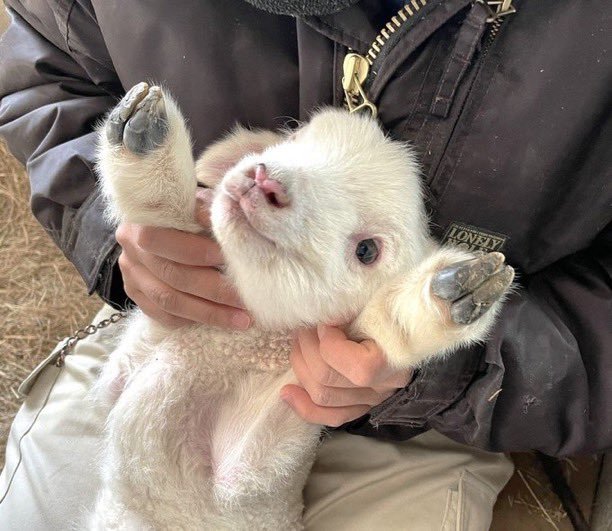 萌物拯救世界小羊羔小狸狗小猫咪 