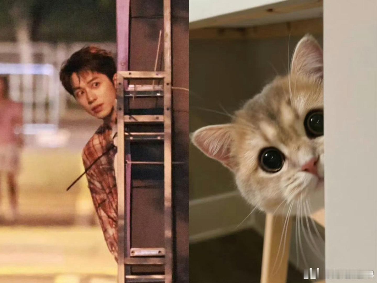 许魏洲完全是猫系啊 发现许魏洲猫系的人太牛啦！和小猫穿同款拍MV，温馨互动间矜贵