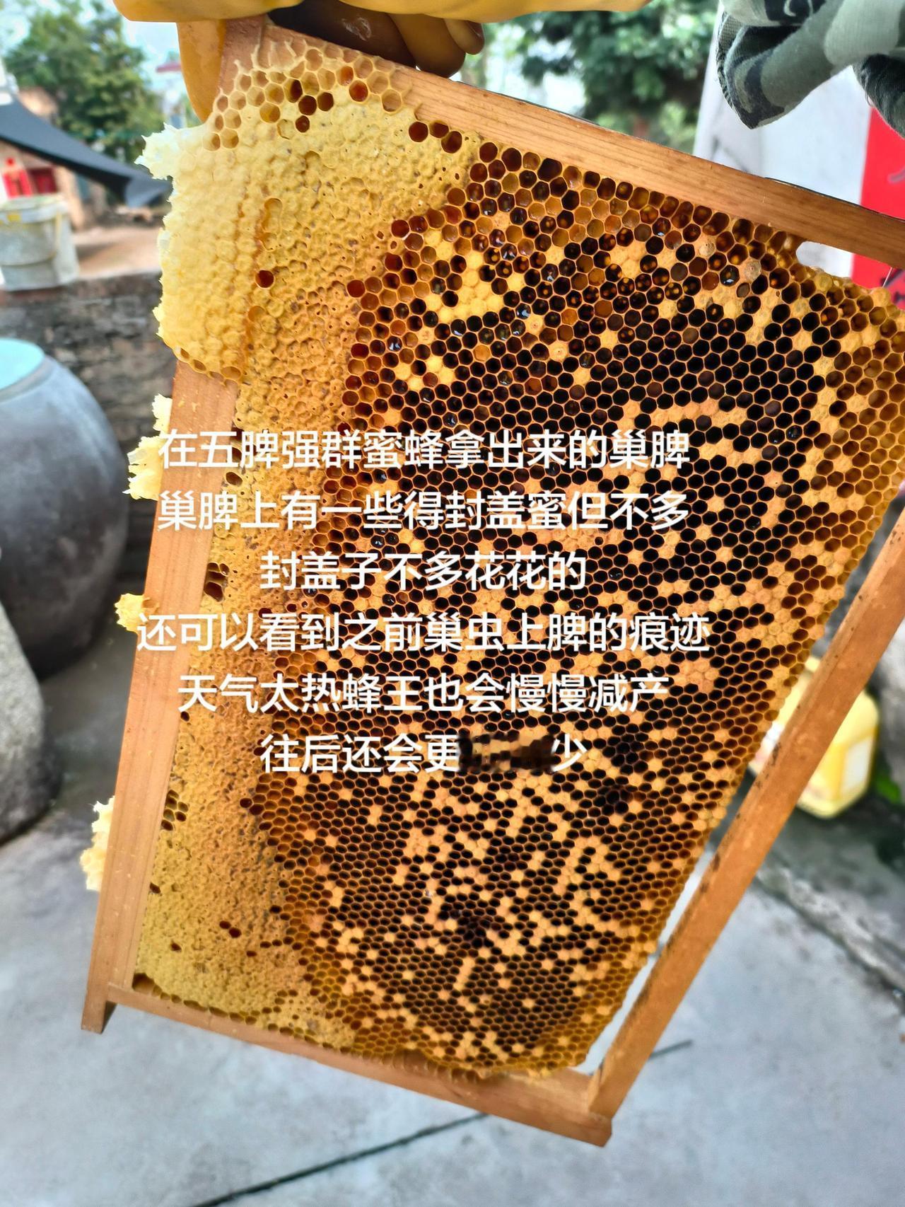 在五脾强群蜜蜂拿出来的巢脾
巢脾上有一些得封盖蜜但不多
封盖子不多花花的
还可以