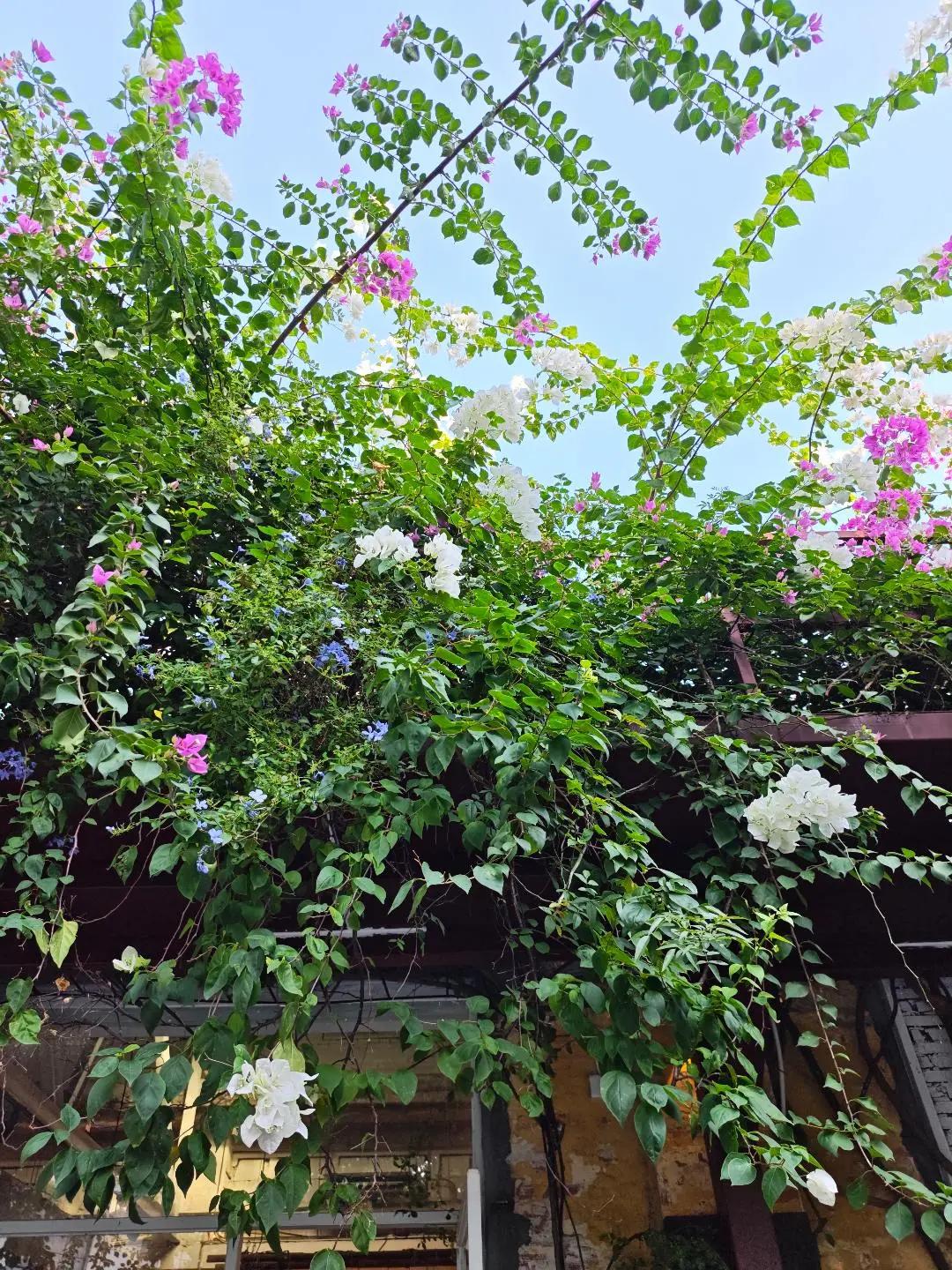 广州这里的秋天有种不在国内的美🌼 花城广州的秋日浪漫藏在番禺市桥西坊大院里😊