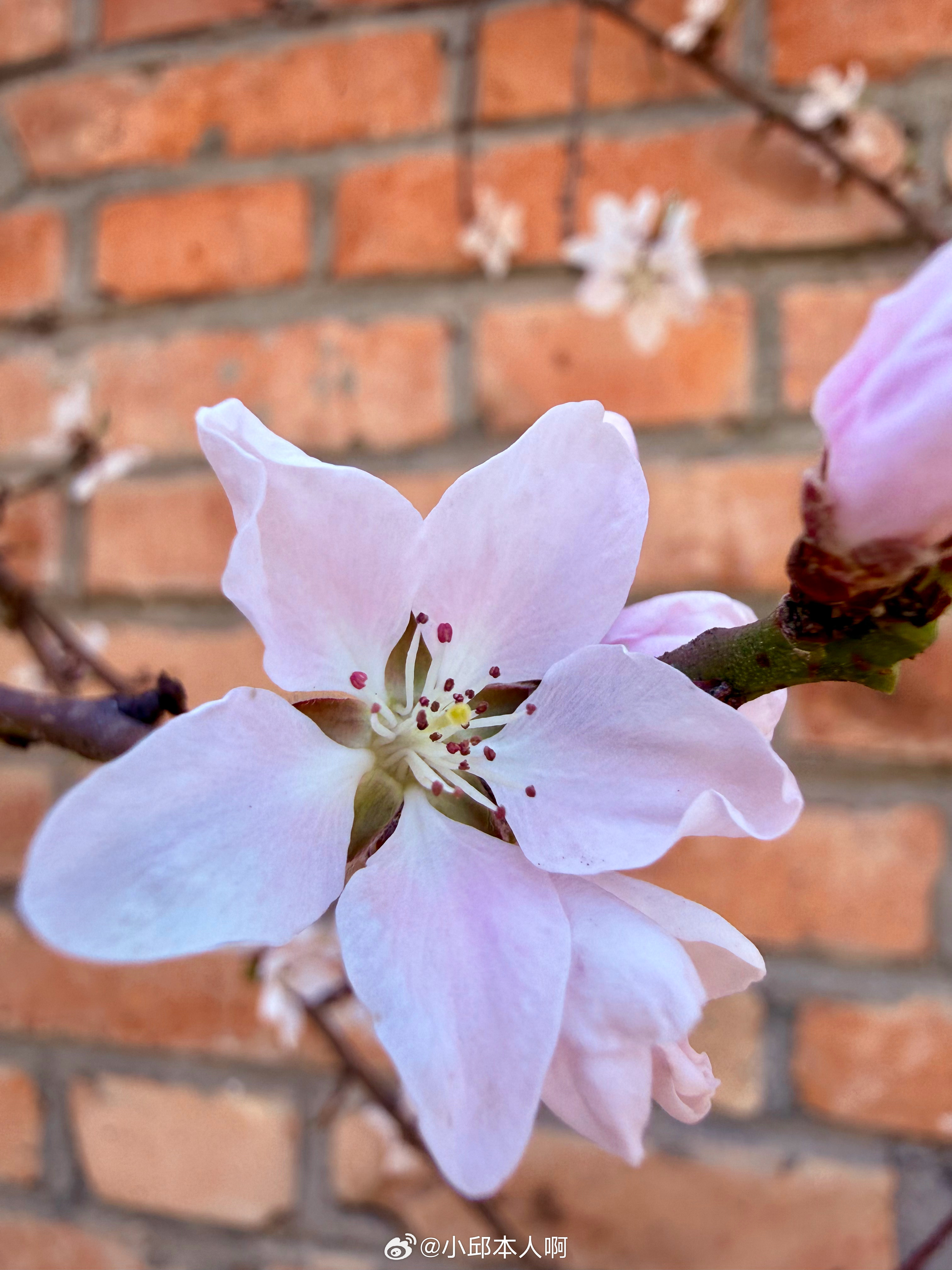 三月桃花：一场盛大的春日邀约！桃花