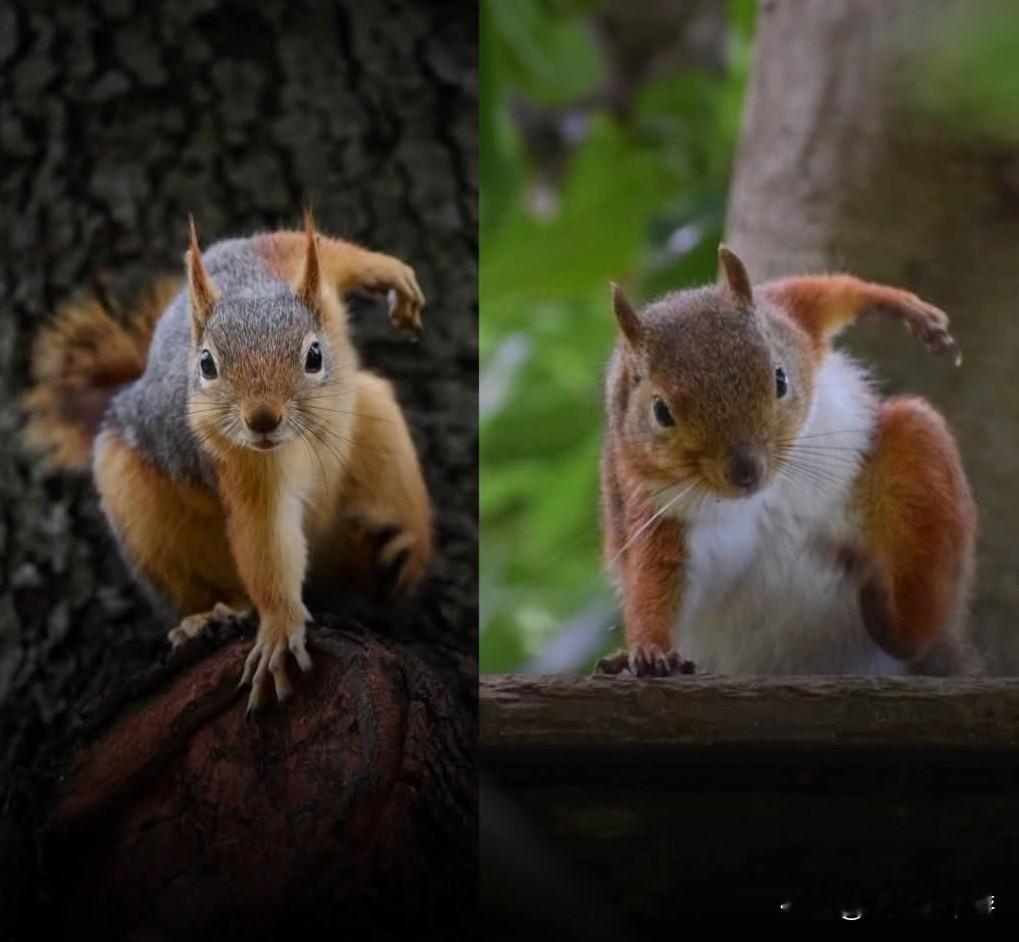 当松鼠从树上掉下来时，它们不会惊慌失措……而是会像超级英雄一样落地。
它们体重轻