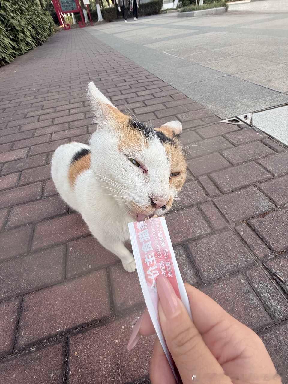 49718【丑猫】猫学长 