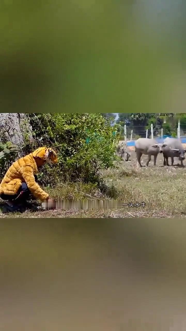 一男子为了逗牛玩躲在一边戴上假老虎的头套，然后趴在地上慢慢的向牛靠近。牛看到这玩