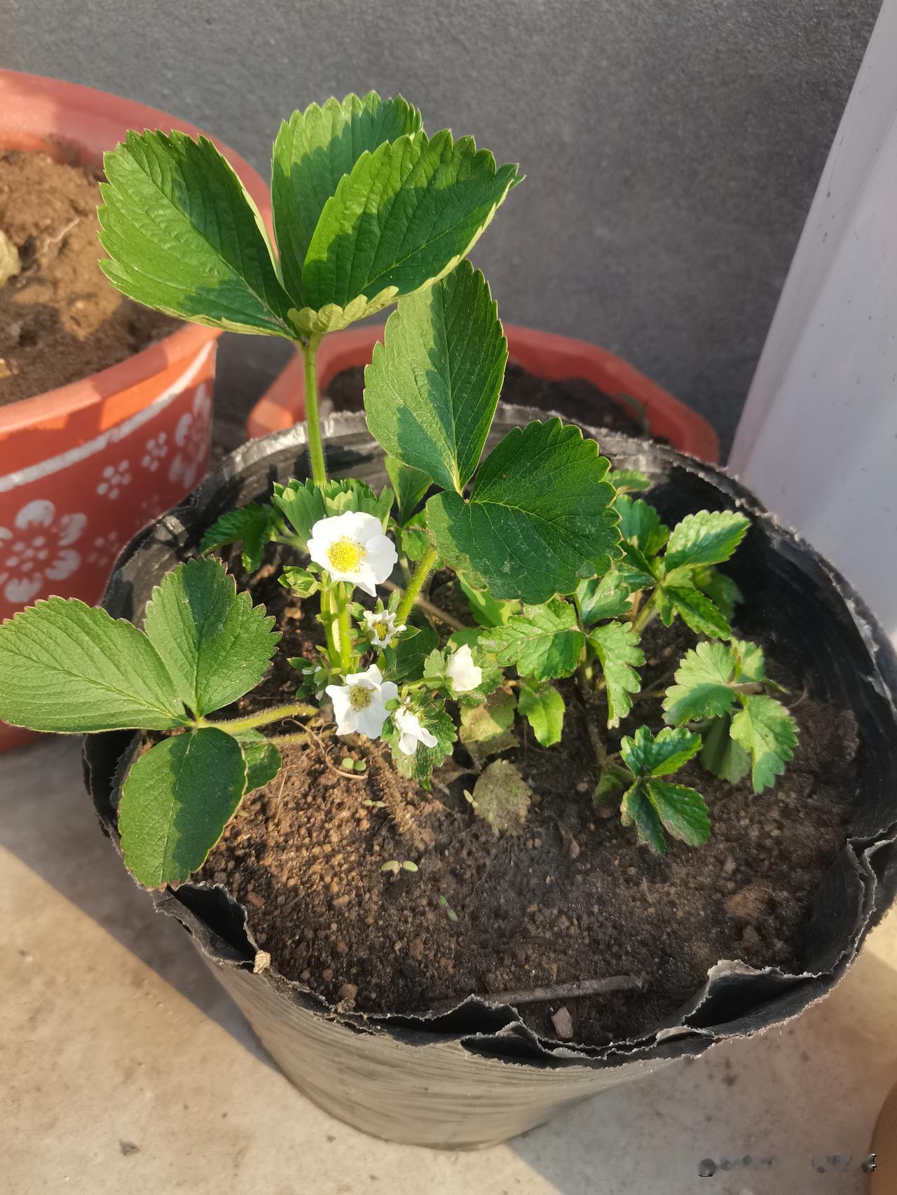 花盆不栽花了，种水果吃！
在邻居园子里挖了两棵草莓，邻居说一棵是四季草莓，另一棵