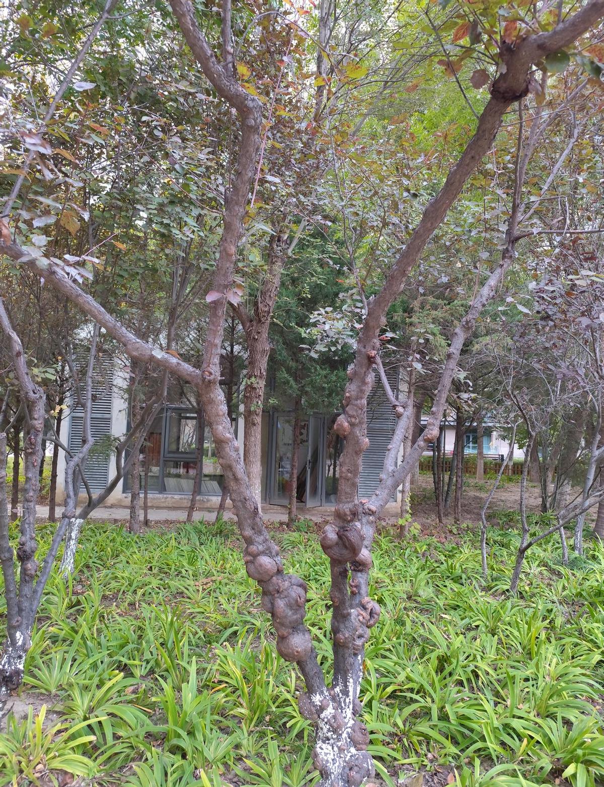 老年人存定期不放心？
手机银行密码给儿女，真能解决问题吗？
老人怕忘事，把钱存在