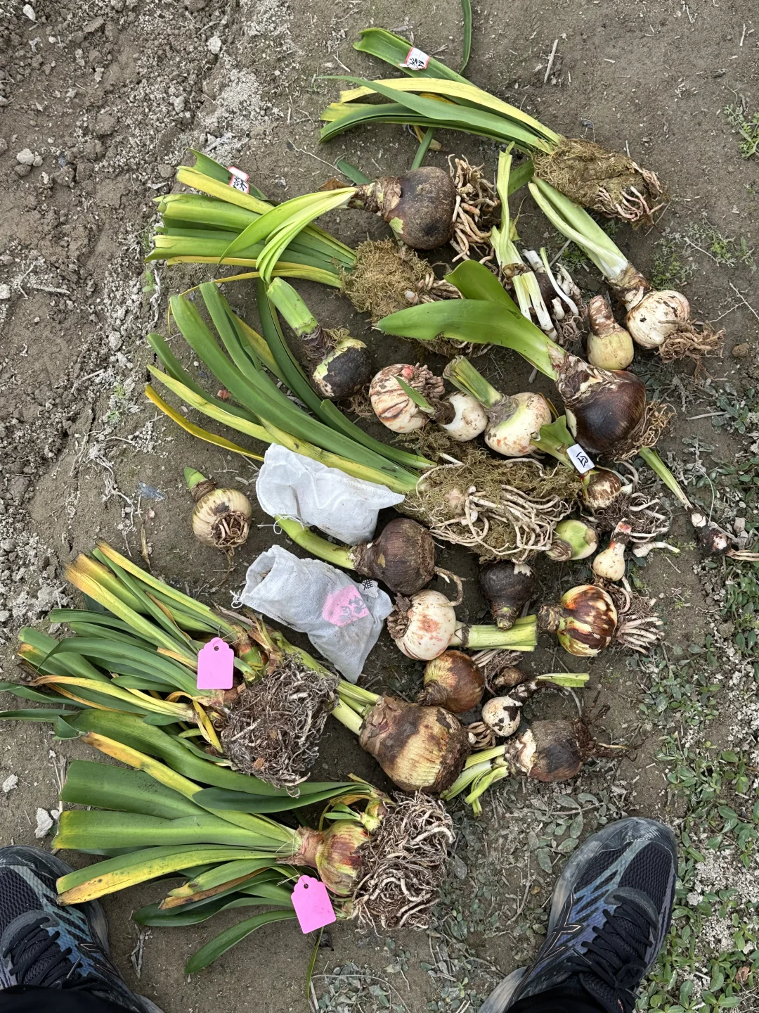 花友去非洲之前，最后托付的植物全都到齐了