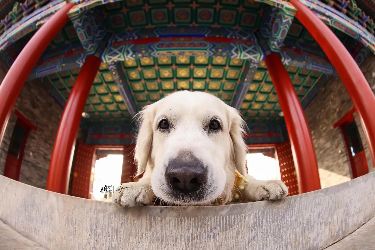 和时间赛跑，在紫禁城被拆除前，快来拍啊! 每天都很焦急，怕紫禁城拆除后你来问我，