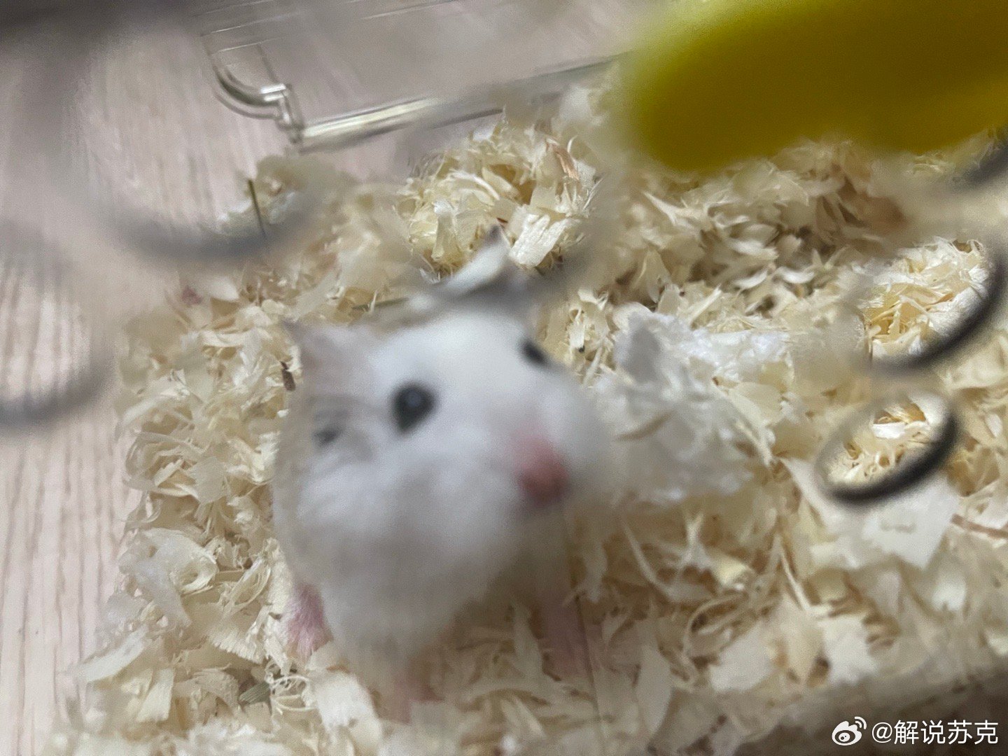 新的一周，各位早上好呀