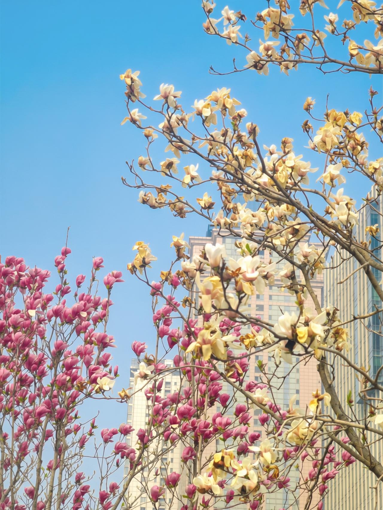 春色——《生活浅吟》之七十八
妻子发到朋友圈的照片，俺给她配上一首诗，她说配得还