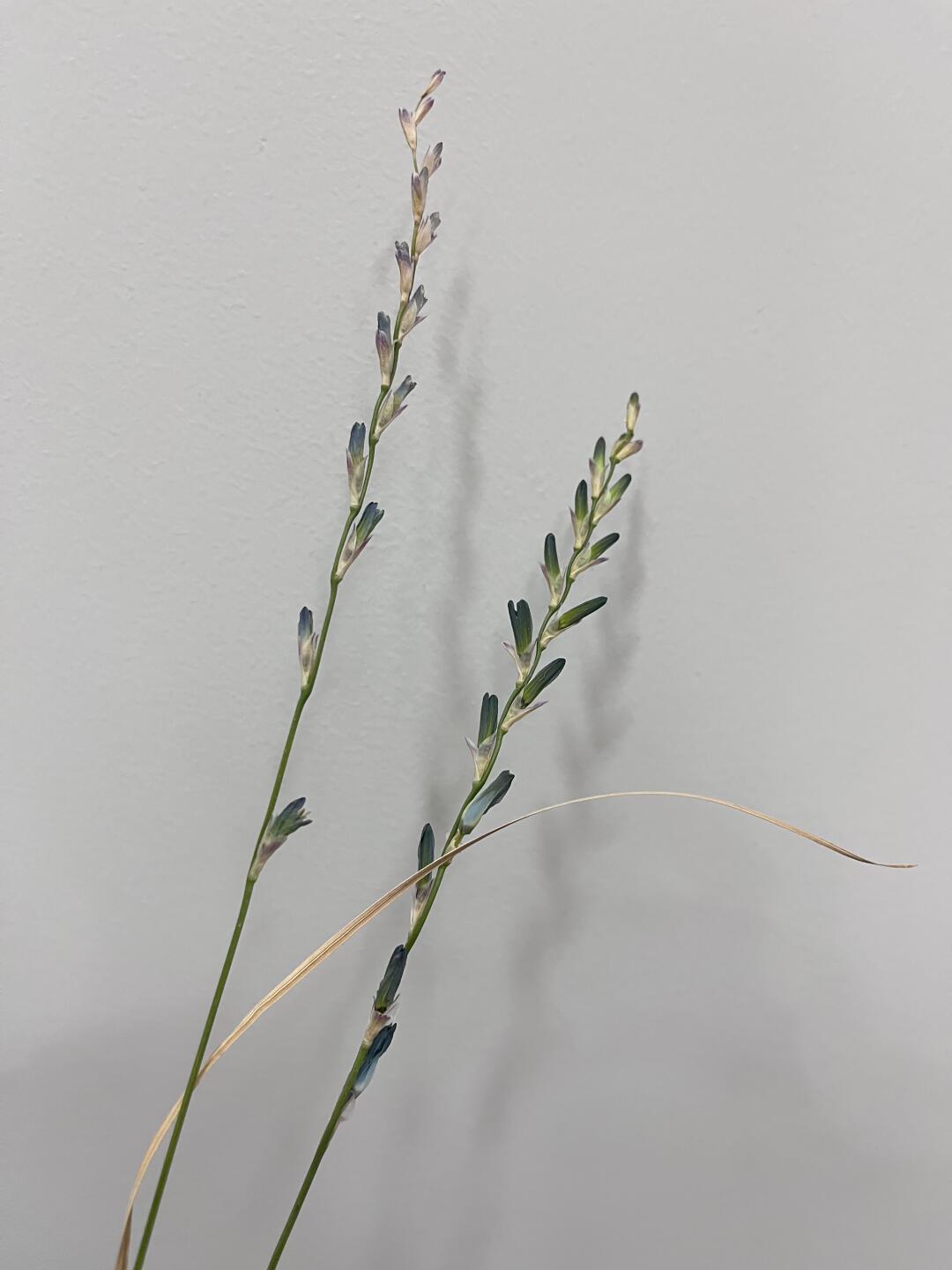 好惨一花友，绿松石谷鸢尾被热挂了