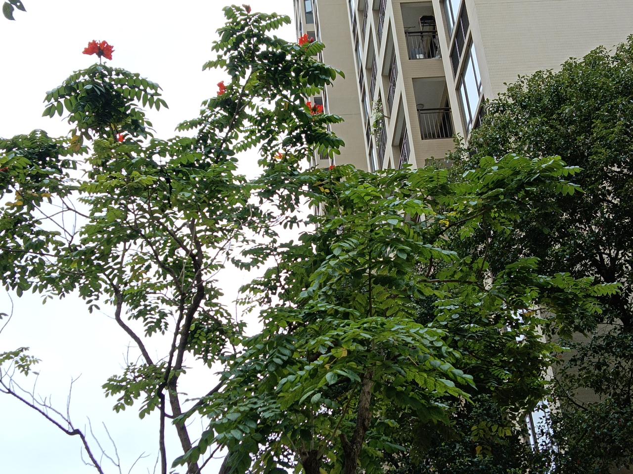 哇！这也太漂亮了吧！

今天在小区散步，
无意中发现了一棵树的顶部，
开了几朵漂