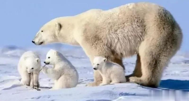 世界上唯一禁止死亡和生育的城市，中国人可永久居住不用签证

如今的中国无论是各方