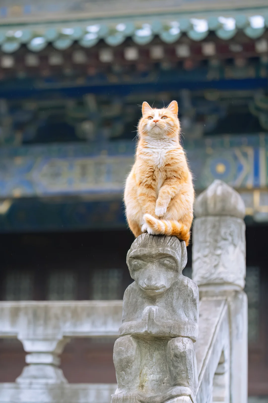本领再大，也得屈尊于本猫之下