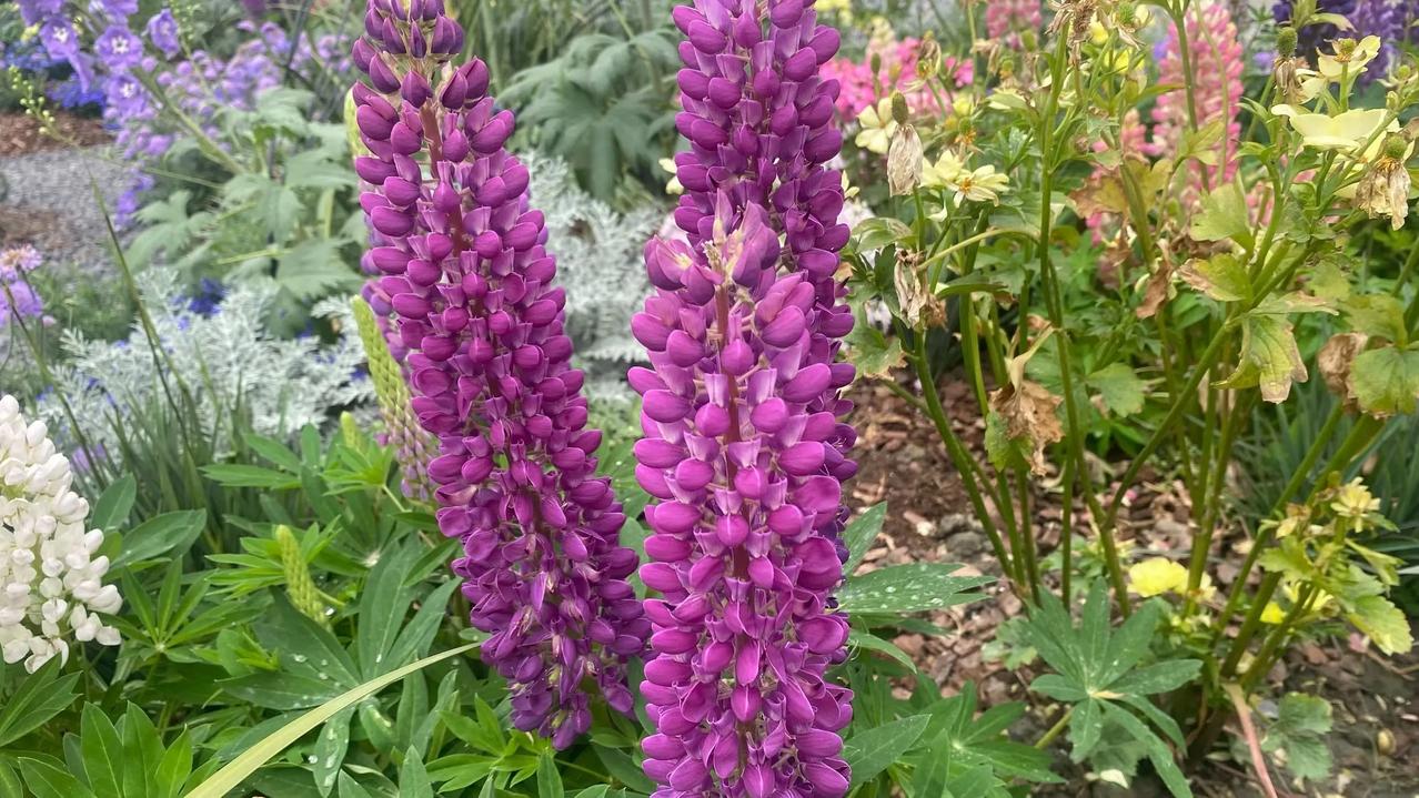 艳丽花朵随手拍紫花像凝固的浪，在夏风里层层叠叠地绽，把整片园子都浸成了温柔的梦境