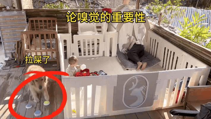 论金毛的嗅觉能有多灵敏！娃拉臭臭了，我还没发现，狗先闻着味冲过来了

狗狗内心O