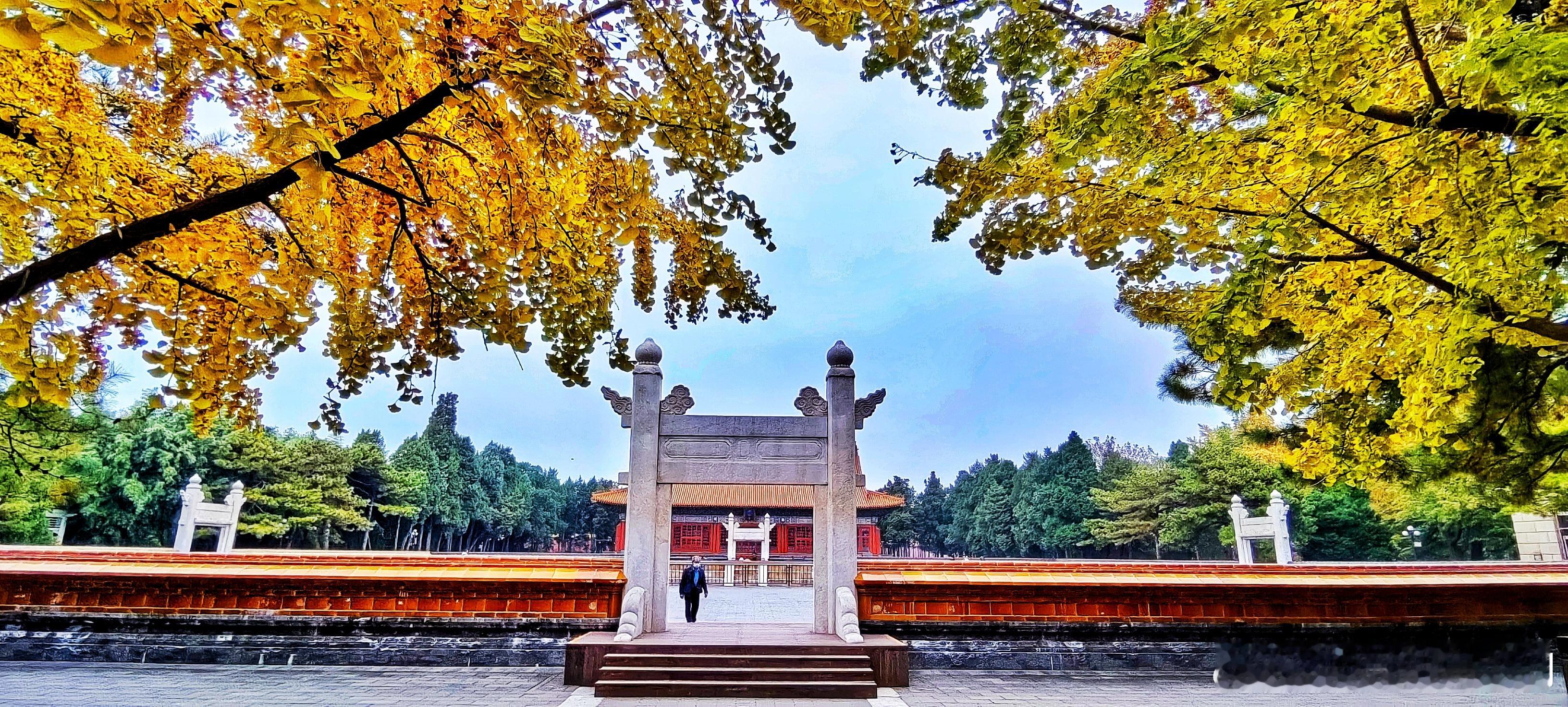 中山公园银杏2025.11.2捕捉京城冬日光影 摄影​​​