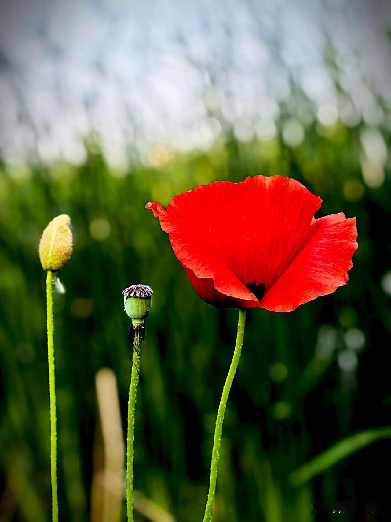 【小对联】
上：……？
下：王国。