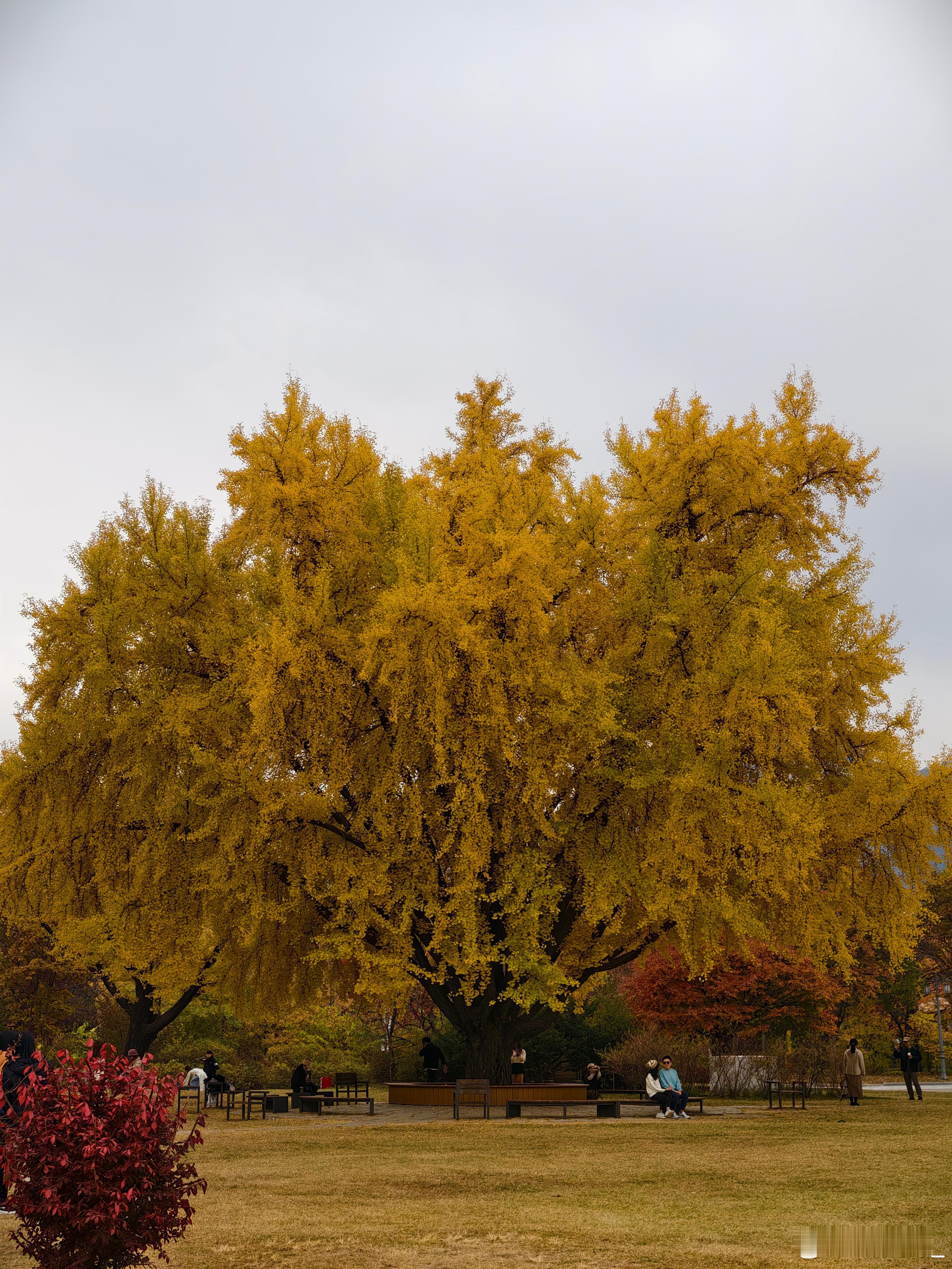 今儿在景福宫附近溜达银杏树都黄的差不多了风吹过来，飘下叶子的场景很美还刚好遇到这